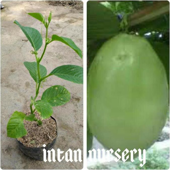 Bibit Tanaman Buah Markisa Jumbo / Giant Markisa KDs