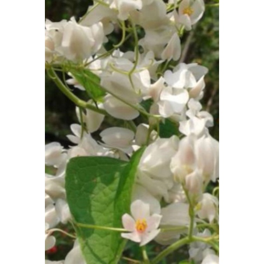 biji AMP bunga putih 10ribu dapat 100 biji