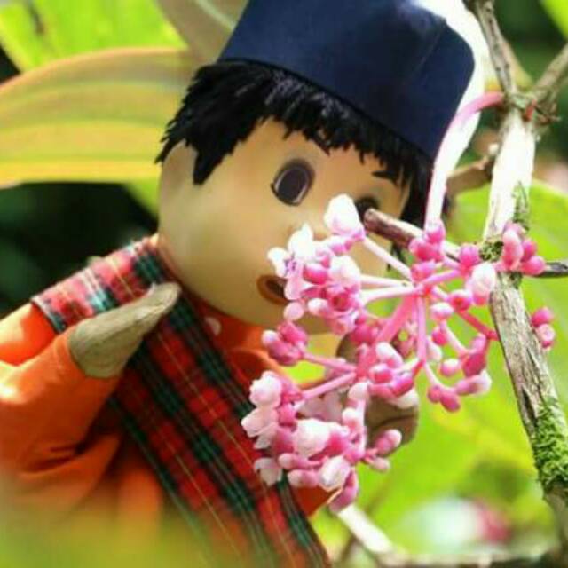 

Buah Parijoto Muda Berbunga-bunga