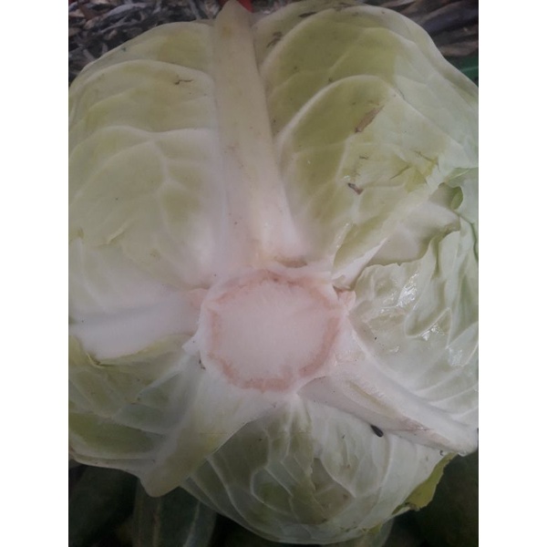 

kol sayur kol berat 1kg