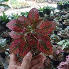 Tanaman Hias Hipotes Merah - Hipotes Merah Import - BAKUL KEMBANG