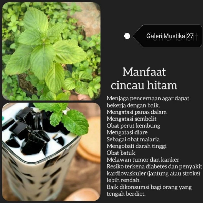 

Gres Jelly Daun Cincau Hitam Daun janggelan | Daun Janggelan Kering Bagus