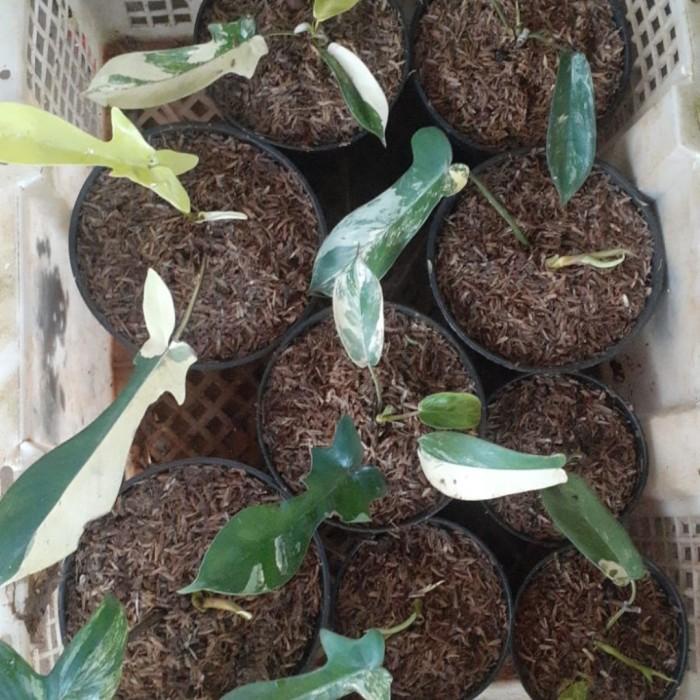 Tanaman Hias Philodedendron Flobe Varigata - Tanaman Hias Flobe Var 92