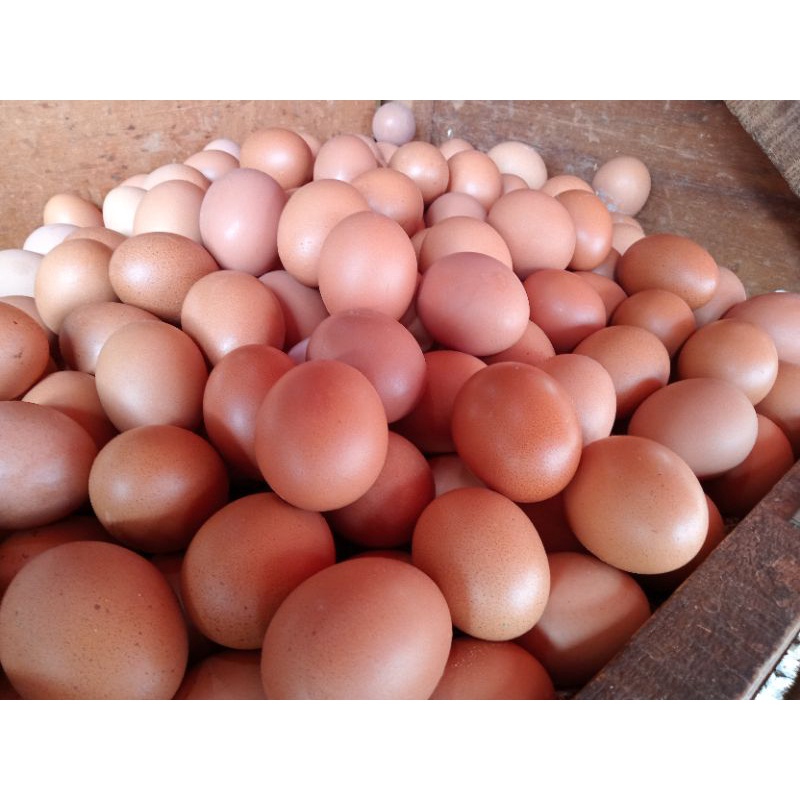

RB Telur Ayam Negeri 15 Butir Tinggi Protein