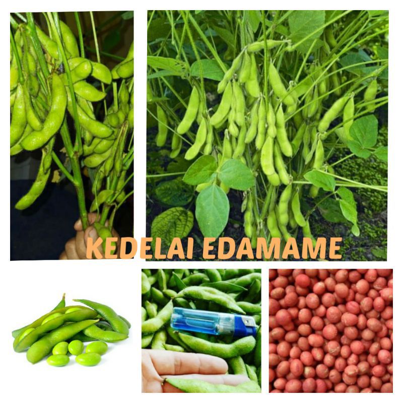 benih kacang kedelai edamame jepang asli