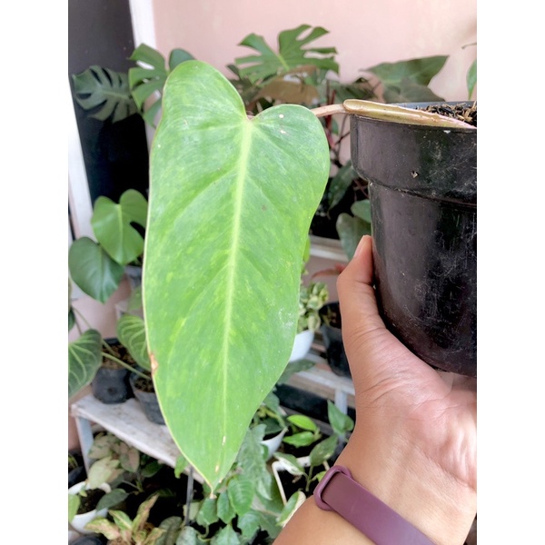 Philo Painted Lady / Philodendron Painted Lady