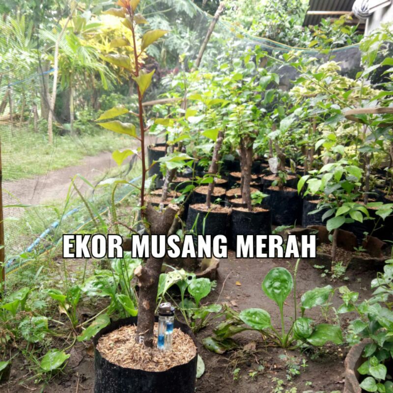 Bougenville Ekor Musang Merah