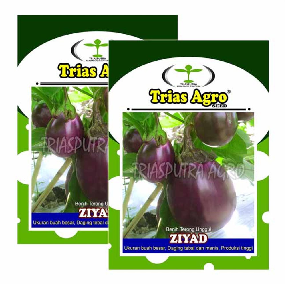 Benih Bibit Terong Bulat Ungu ZIYAD - Bibit Terong Berkualitas