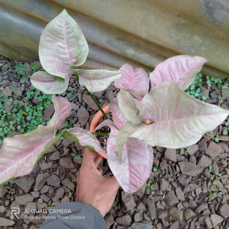 Syngonium pink Spot - syngonium pink