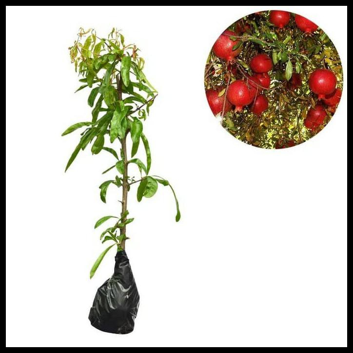 BIBIT DELIMA MERAH POHON DELIMA MERAH TANAMAN DELIMA MERAH