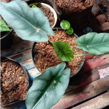 tanaman alocasia reversa / tanaman hias alocasia