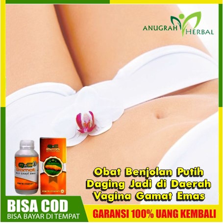 Obat Benjolan Putih daging Jadi di Daerah Vagina Gamat Emas | Herbal Penghilang Kista Bartholin, Kis