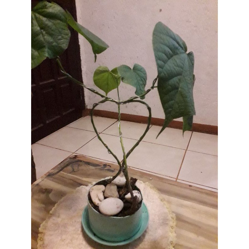 bonsai pohon waru pucuk merah