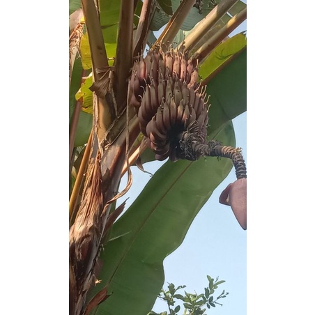 Bibit pisang raja nangka merah (RJM) LANGKA