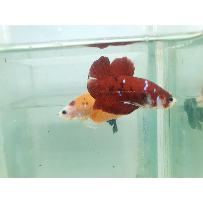 cupang red koi jantan