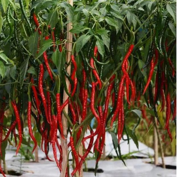 [BR NEW 13F8Bc] 50 Biji - Benih Cabe Cabai Keriting Unggul -GALIH F1 bibit unggul tahan penyakit cab