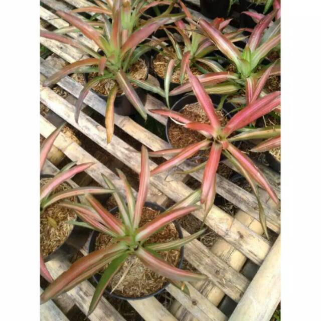 Tanaman hias Bromelia Pink Mini