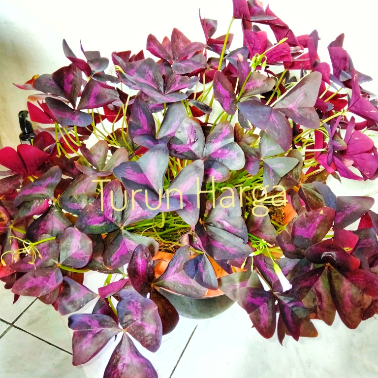 Tanaman Hias bunga kupu-kupu Oxalis tringularis ungu