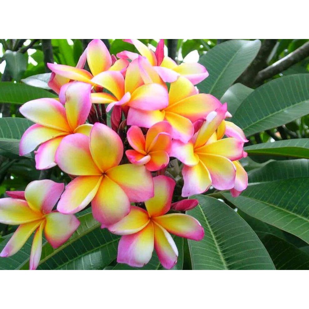 Srd Bibit Bunga Kamboja Paket Enam Jenis