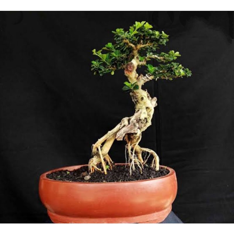 BAHAN BONSAI MAME SISIR KALIAGE (Buy 1 Get 1)