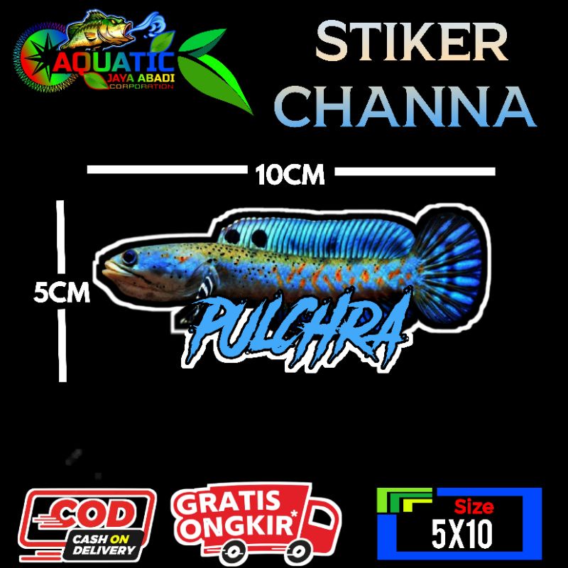 

Stiker Channa Pulchra