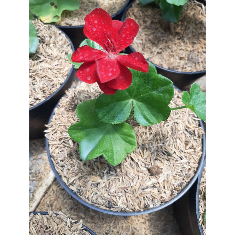 geranium merah duduk