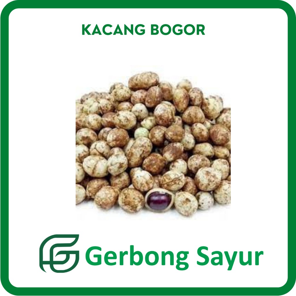 

Kacang Bogor Segar - 1 Kg