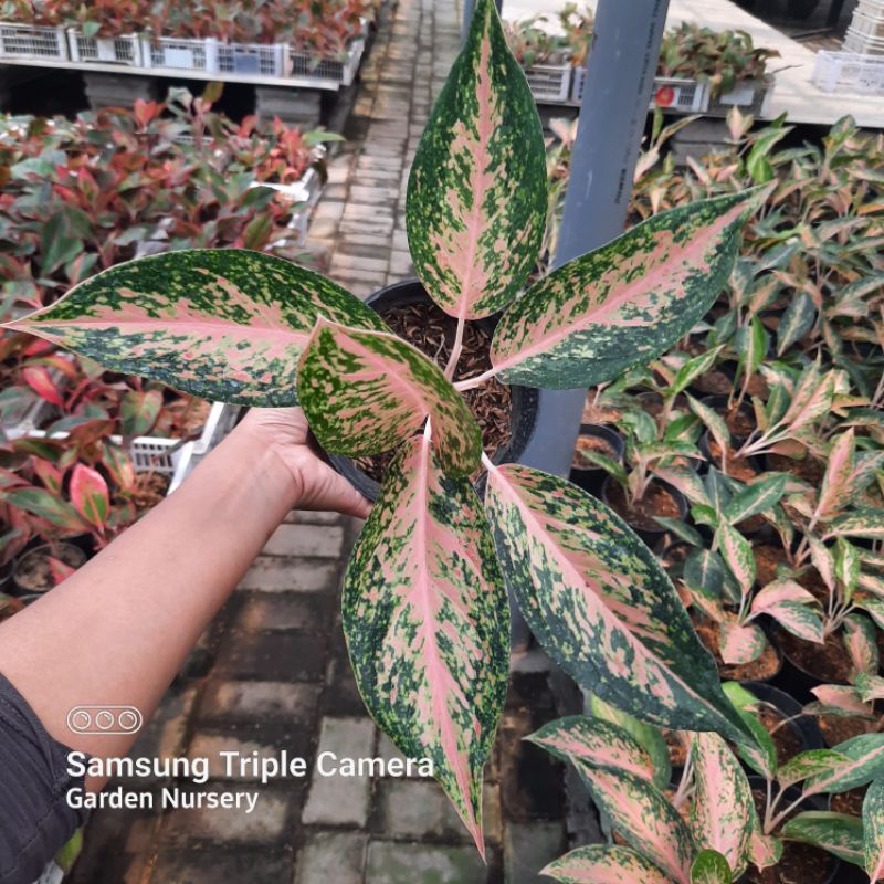 Tanaman Hias Silver Bell (Twinkle) , Tanaman Hias Aglonema Silver Bell