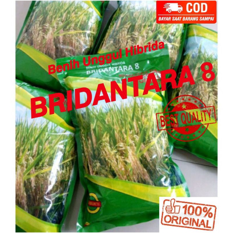Benih padi unggul HIBRIDA BRIDANTARA 8