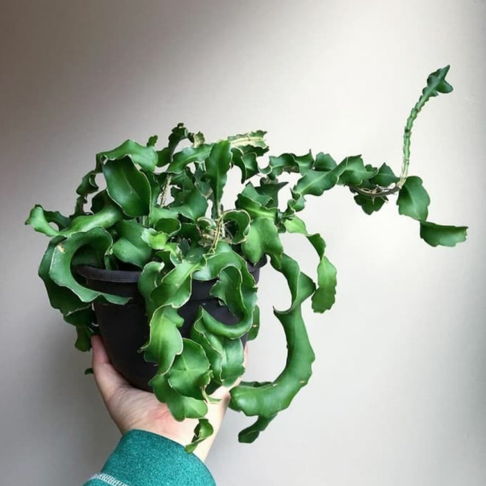 Tanaman Hias Gantung Wijaya Kusuma Keriting - Wijaya Kusuma Unik