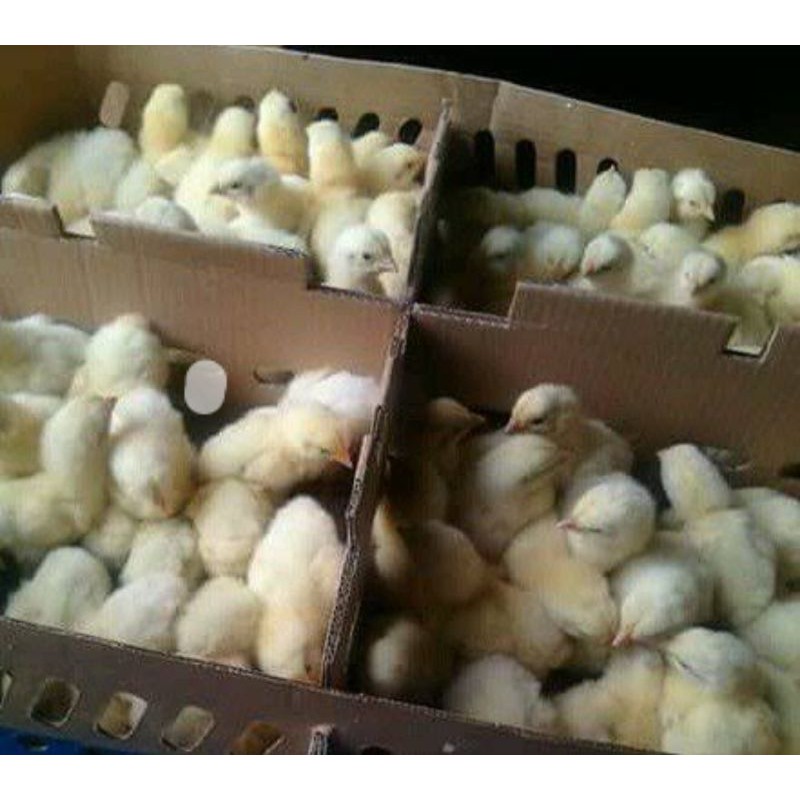 

DOC Ayam BOILER|Ayam Pedaging