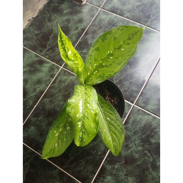 Diven army / Aglonema army