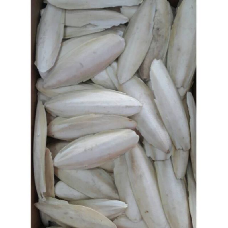 Tulang sotong 12cm putih bersih kering alami burung reptil gecko ular kura kura hamster marmut