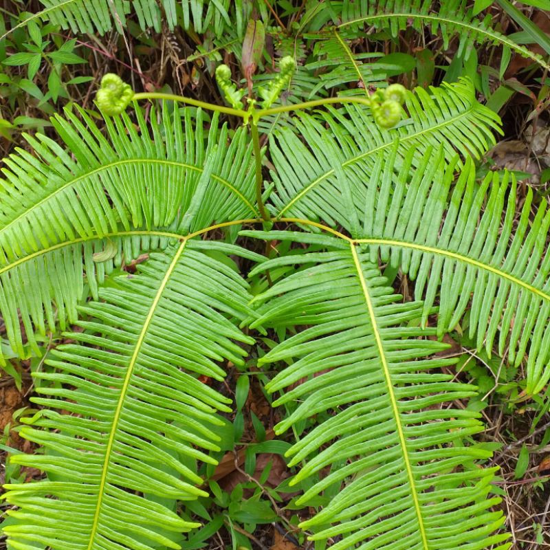 tanaman hias pakis sisir