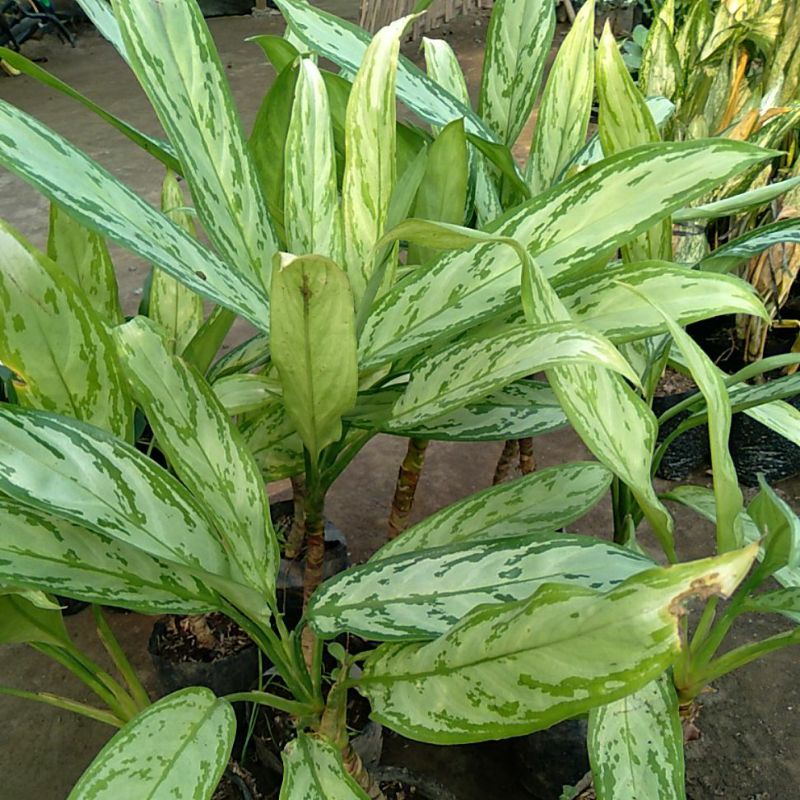 aglonema silver boy