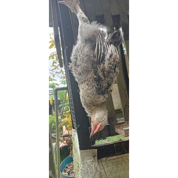 

ayam kampung