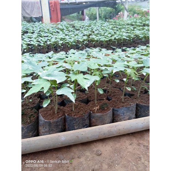 BIBIT PEPAYA CALIFORNIA F1