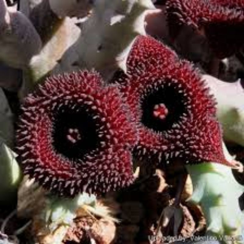 Huernia pendurata cutting