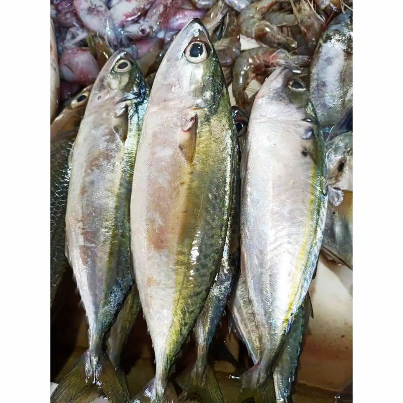 

Ikan Segar - Ikan Kembung 500 gr
