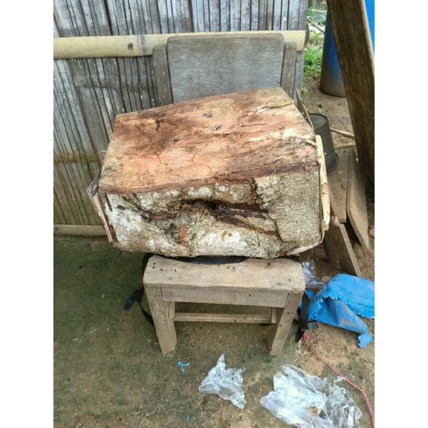 Bibit Lebah Itama Log Ori