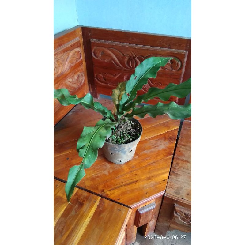 bunga anthurium gelombang cinta