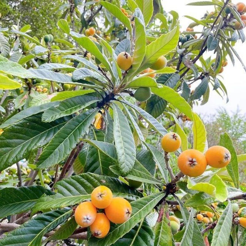 Bibit Tanaman Buah Leci Kuning  Atau Leci Biwa Hasil Okulasi Cangkok Bonus Bibit Jeruk Purut