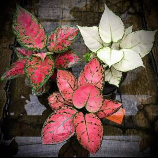 Paket 3 bunga aglonema Super white lady valentine dud Paket 3 bunga aglonema Super white lady valentine dud