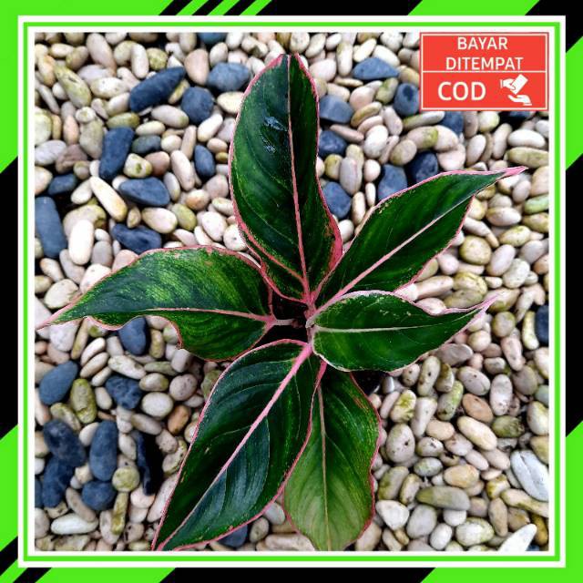[✅COD] AURORA PINK - (AGLONEMA REMAJA) / AGLONEMA AURORAPINK / AGLONEMA WARNA PING