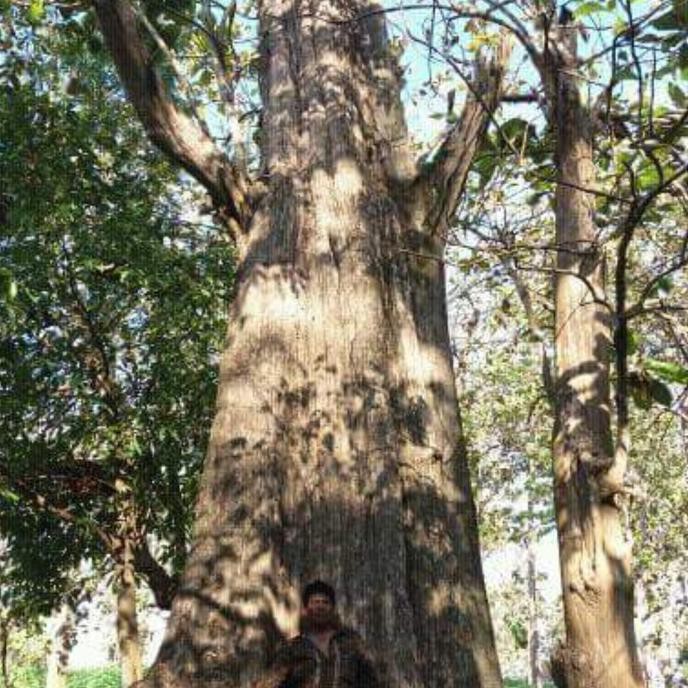 5 Ons Biji Benih Jati Hybrid emas Super $_$