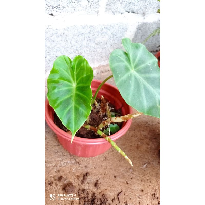 Vivipara / Tanaman hias vivipara