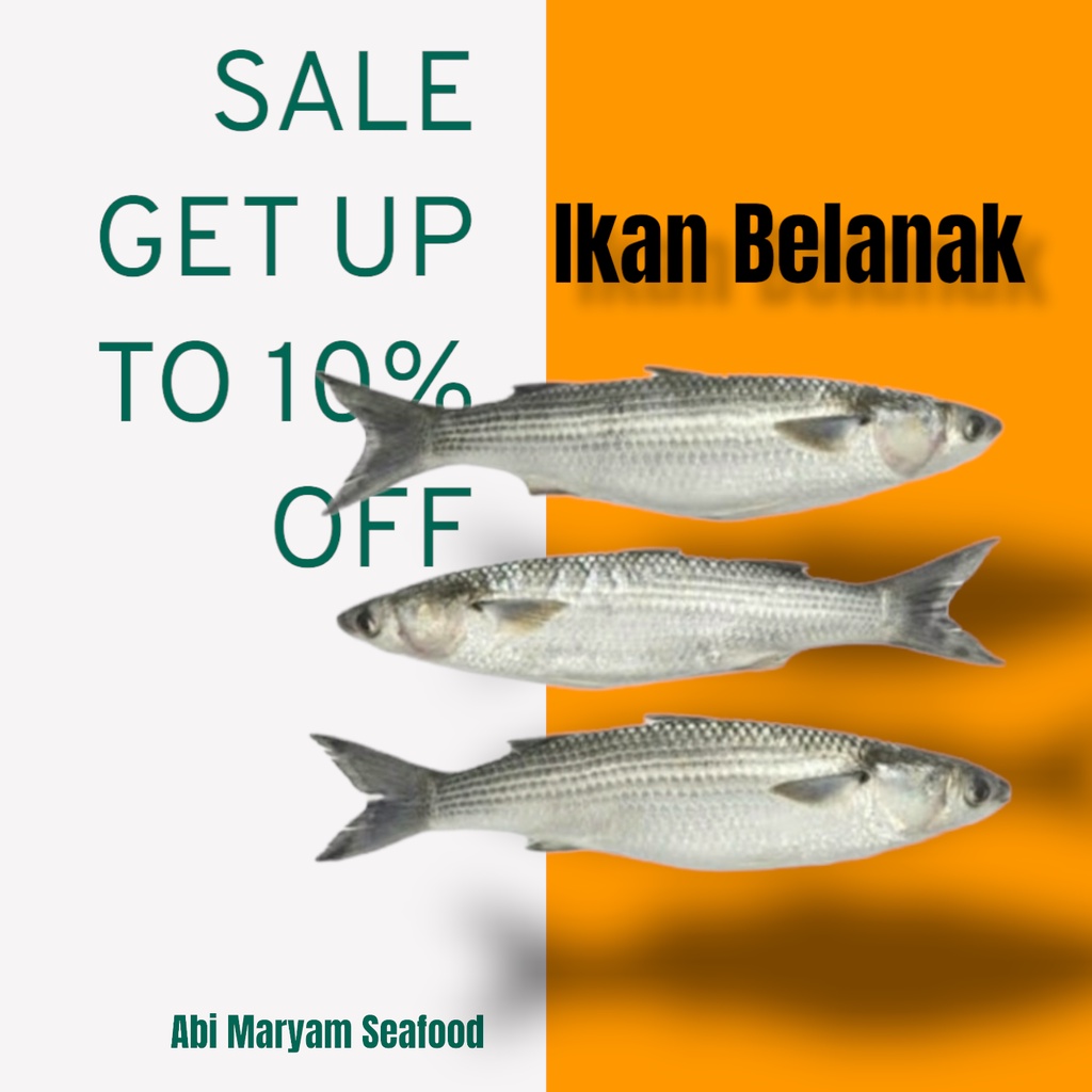 

Ikan Blanak Fesh Berkualitas 1kg