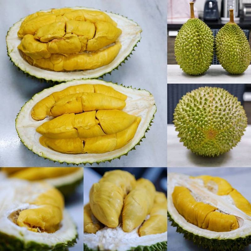 Bibit Durian Montong Super