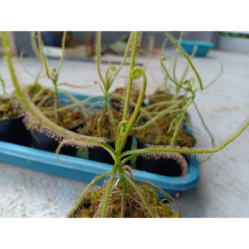 Drosera indica tanaman karnivora