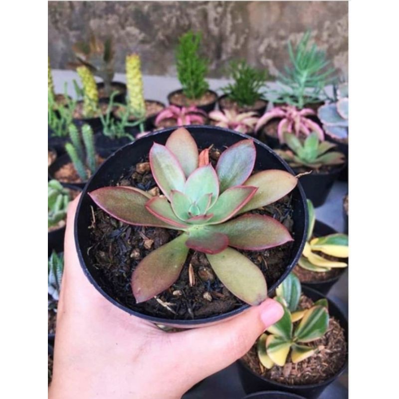tanaman hias hidup kaktus mini sudah sama pot nya ya
